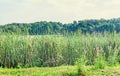 Many Typha plants on side of a lake, bulrush, reedmace, cattail.