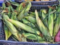 Many Unhusked Fresh Corn Cobs at Market