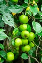 Many unripe green apples on a branch of an apple tree. Selective focus Royalty Free Stock Photo