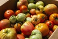 Many unripe orange and green tomatoes in a cardboard box on a sunny day. Close-up. New harvest. Vitamins and healthy food from Royalty Free Stock Photo