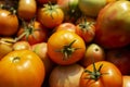 Many unripe orange tomatoes in a box on a sunny day. Close-up. New harvest. Vitamins and healthy food from nature`s mouth Royalty Free Stock Photo