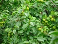 Many unripe pears on  tree branch in orchard. Royalty Free Stock Photo