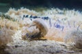 Many Upsidedown Cassiopea Jellyfish