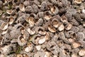 Many urchin shells left on the beach