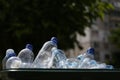 Many used plastic bottles in trash bin outdoors, closeup. Recycling problem Royalty Free Stock Photo