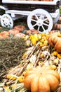 Many varied pumpkins, corn and hay on the ground and a wooden rural cart Royalty Free Stock Photo