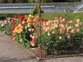 Many varieties of dahlia growing in an English country garden