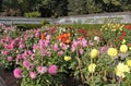 Many varieties of dahlia growing in an English country garden