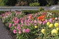 Many varieties of dahlia growing in an English country garden