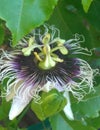 Among the many varieties, this purple and white flower produces a very versatile and appreciated fruit, the passion fruit. The Royalty Free Stock Photo