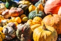 Many various and big colorful pumpkins background Royalty Free Stock Photo