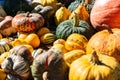 Many various and big colorful pumpkins background Royalty Free Stock Photo