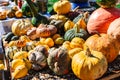 Many various and big colorful pumpkins background Royalty Free Stock Photo