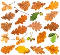 Many various oak leaves isolated on white