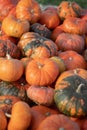 Many various pumpkins background, Halloween or Thanksgiving day concept Royalty Free Stock Photo