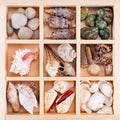 Many various shells and stones in the wooden box