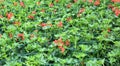 many vases of colorful red geraniums flowers for sale in the gre
