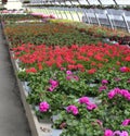 Many vases of geraniums flowers for sale in the greenhouse