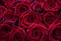 Many velvet red roses close up.Beautiful bouquet.Floral background for design or text Royalty Free Stock Photo