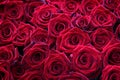 Many velvet red roses close up.Beautiful bouquet.Floral background for design or text.Gorgeous red abstract backdrop