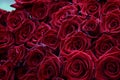 Many velvet red roses close up.Beautiful bouquet.Floral background for design or text.Gorgeous red abstract backdrop.Beautiful