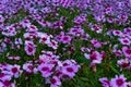 Many violet beautiful zinnia flowers on the lawn.