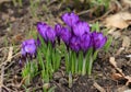 Many Violet Crocuses