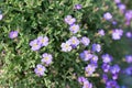 Many violet flowers of aubrieta deltoidea or aubretia