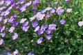 Many violet flowers of aubrieta deltoidea or aubretia