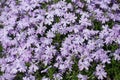 Many violet flowers of phlox subulata