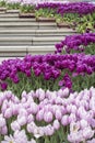 Many violet tulips around staircase