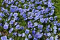 Many vivid blue colored pansies or Viola Tricolor flowers in a sunny spring garden, beautiful outdoor floral monochrome background Royalty Free Stock Photo