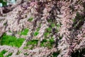 Many vivid pink flowers and small buds of Tamarix, tamarisk or salt cedar tree in a sunny spring garden, beautiful outdoor Royalty Free Stock Photo