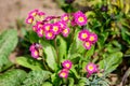 Many vivid pink magenta flowers of primula plant also known as cowslip or common cowslip primrose in a sunny spring garden, Royalty Free Stock Photo