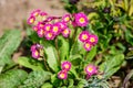 Many vivid pink magenta flowers of primula plant also known as cowslip or common cowslip primrose in a sunny spring garden, Royalty Free Stock Photo