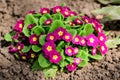Many vivid pink magenta flowers of primula plant also known as cowslip or common cowslip primrose in a sunny spring garden, Royalty Free Stock Photo