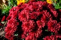 Many vivid red Chrysanthemum x morifolium flowers in a garden in a sunny autumn day, beautiful colorful outdoor background Royalty Free Stock Photo