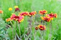 Many vivid red and yellow Gaillardia flowers, common name blanket flower, and blurred green leaves in soft focus, in a garden in a Royalty Free Stock Photo