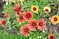 Many vivid red and yellow Gaillardia flowers, common name blanket flower, and blurred green leaves in soft focus, in a garden in a Royalty Free Stock Photo