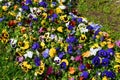 Many vivid white, purple, pink and yellow mixed colored pansies or Viola Tricolor flowers in a sunny spring garden, beautiful Royalty Free Stock Photo
