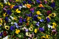 Many vivid white, purple, pink and yellow mixed colored pansies or Viola Tricolor flowers in a sunny spring garden, beautiful outd Royalty Free Stock Photo