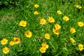 Many vivid yellow Coreopsis flowers commonly known as calliopsis or tickseed and small blurred green leaves in a sunny summer Royalty Free Stock Photo