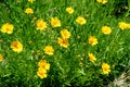 Many vivid yellow Coreopsis flowers commonly known as calliopsis or tickseed and small blurred green leaves in a sunny summer Royalty Free Stock Photo