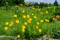 Many vivid yellow Coreopsis flowers commonly known as calliopsis or tickseed and small blurred green leaves in a sunny summer Royalty Free Stock Photo