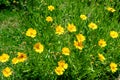 Many vivid yellow Coreopsis flowers commonly known as calliopsis or tickseed and small blurred green leaves in a sunny summer Royalty Free Stock Photo