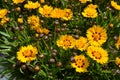 Many vivid yellow Coreopsis flowers commonly known as calliopsis or tickseed and small blurred green leaves in a sunny summer gard Royalty Free Stock Photo