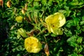 Many vivid yellow flowers and green leaves of Oenothera plant, commonly known as evening primrose, suncups or sundrops, in a