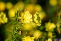 Many vivid yellow flowers and green leaves of Oenothera plant, commonly known as evening primrose, suncups or sundrops, in a