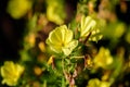 Many vivid yellow flowers and green leaves of Oenothera plant, commonly known as evening primrose, suncups or sundrops, in a
