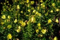 Many vivid yellow flowers and green leaves of Oenothera plant, commonly known as evening primrose, suncups or sundrops, in a